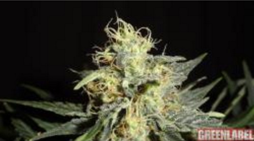 Automatic Mary - GreenLabel Seeds 3 wietzaden