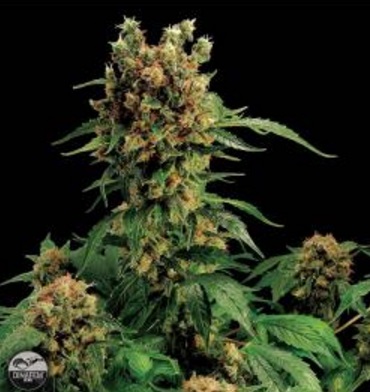 California Hashplant - Dinafem 3 wietzaden