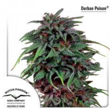 Durban Poison - Dutch Passion 5 wietzaden
